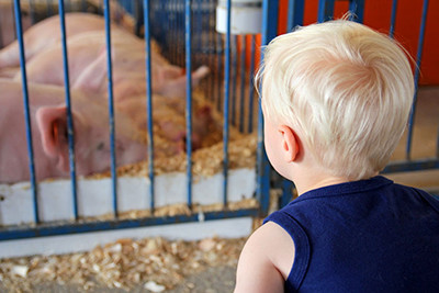 Image of a boy looking at pigs at the New Mexico State Fair